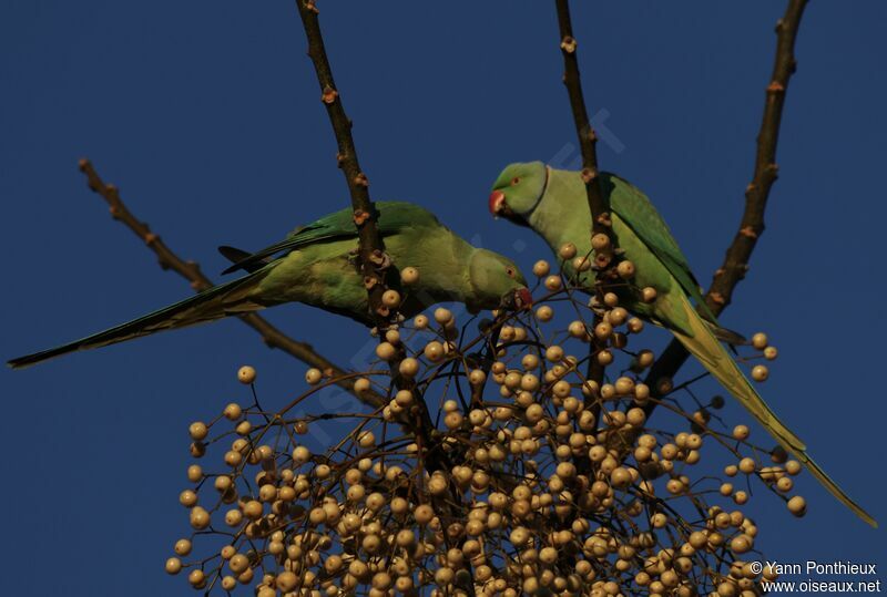 Rose-ringed Parakeet, feeding habits, eats