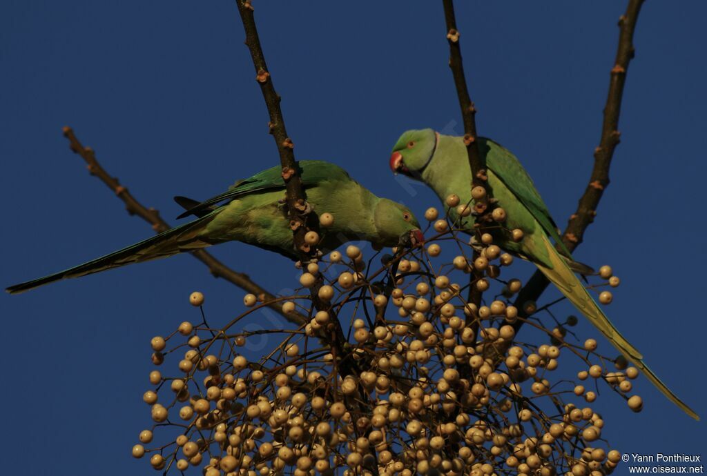 Perruche à collier, régime, mange