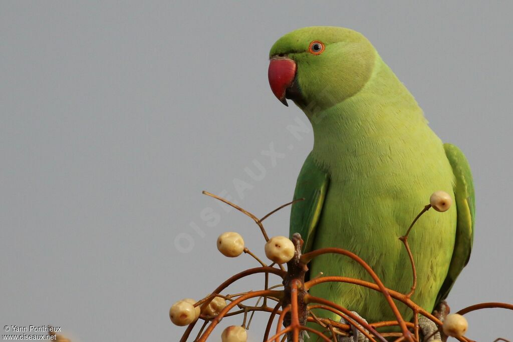 Rose-ringed Parakeet