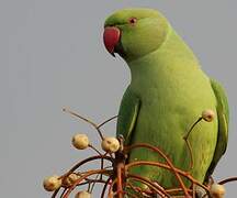 Rose-ringed Parakeet