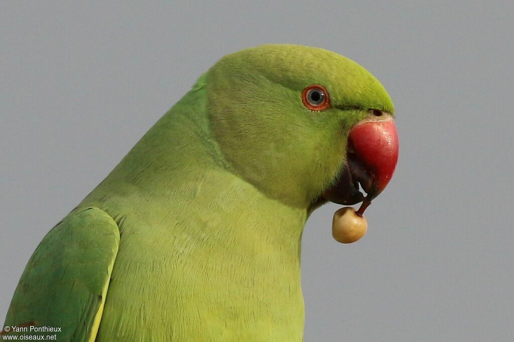 Perruche à collier