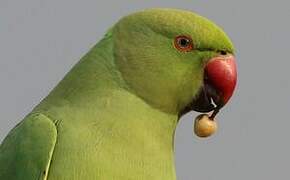 Rose-ringed Parakeet