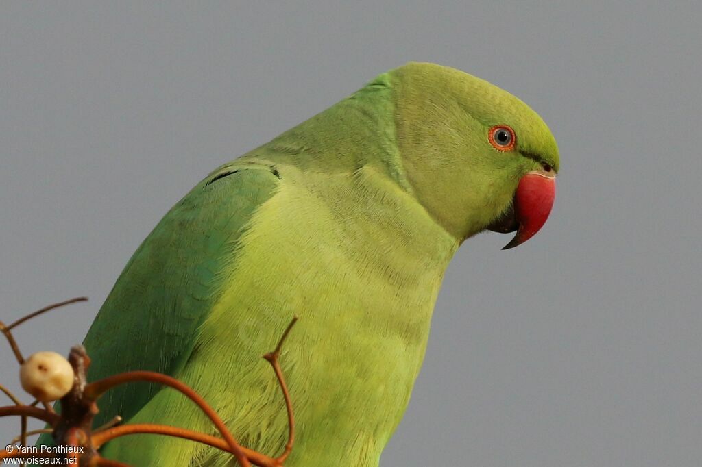 Perruche à collier