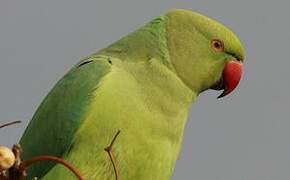 Rose-ringed Parakeet