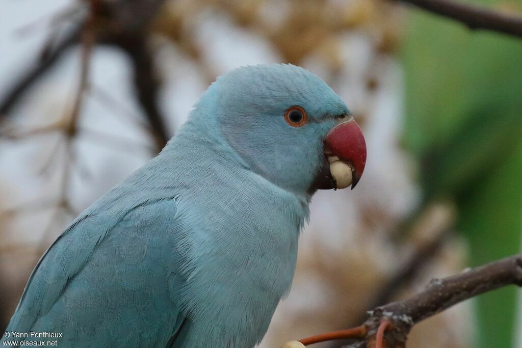 Rose-ringed Parakeet