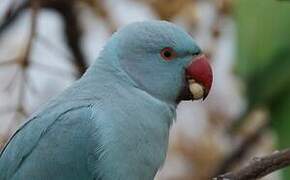 Rose-ringed Parakeet