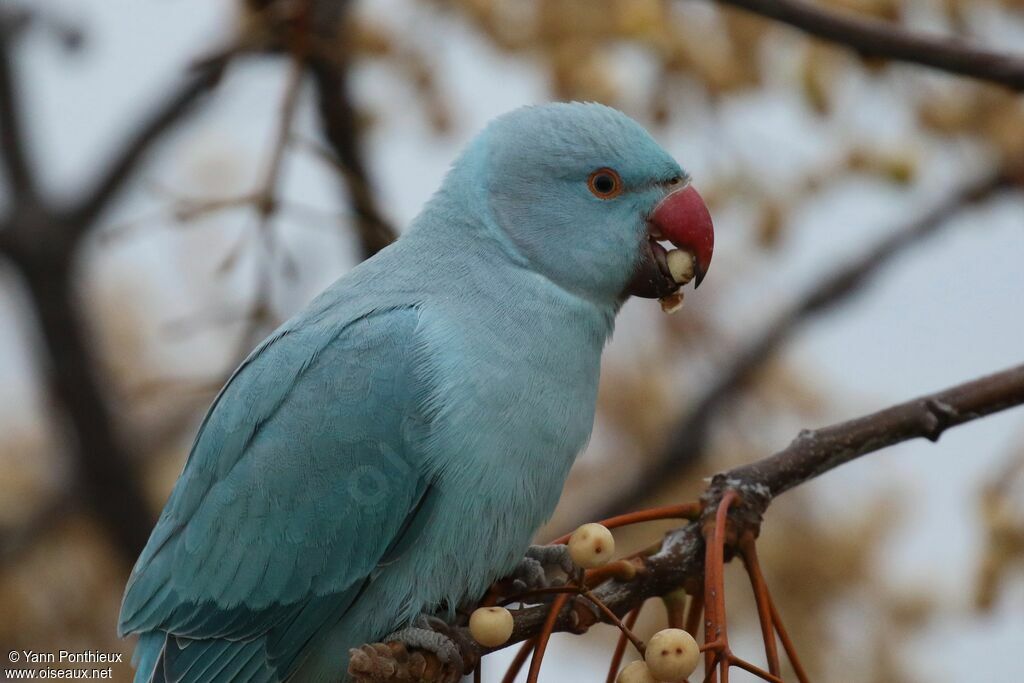 Rose-ringed Parakeet