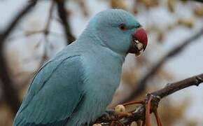 Rose-ringed Parakeet