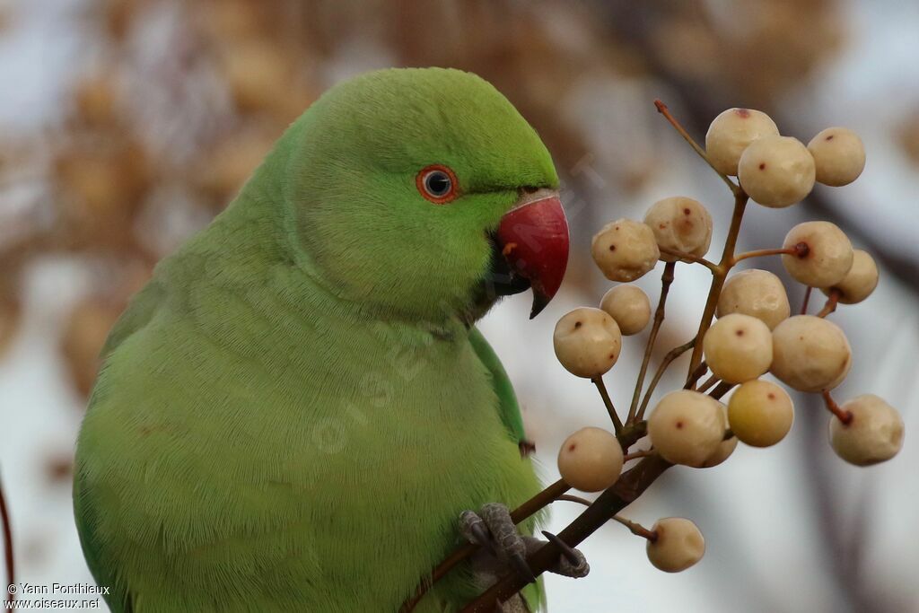 Rose-ringed Parakeet