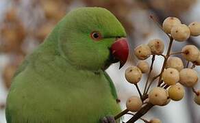 Rose-ringed Parakeet