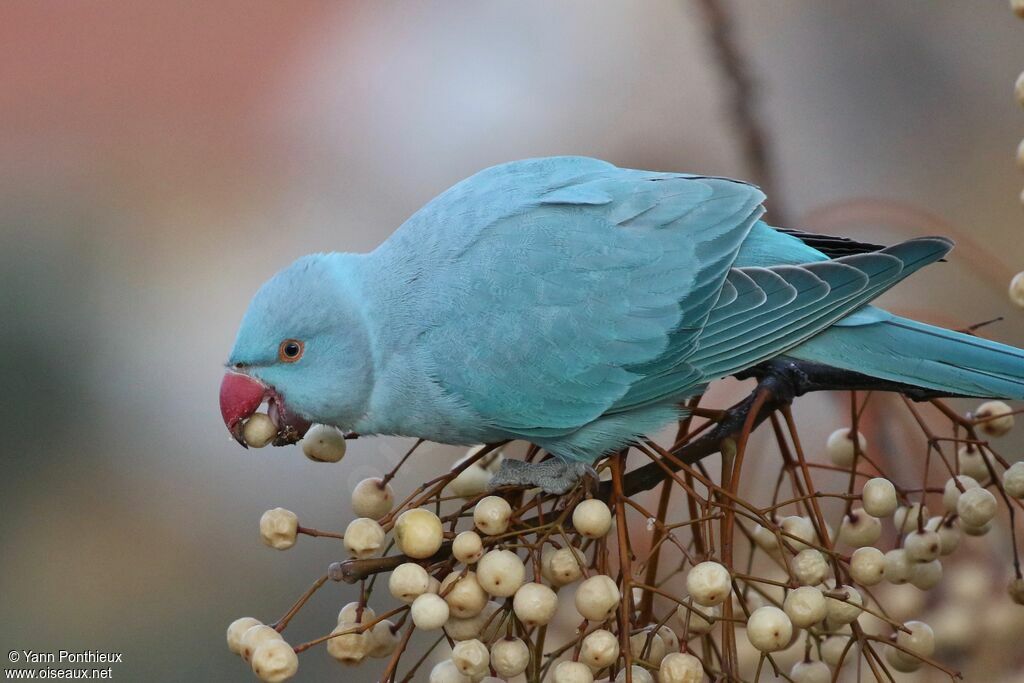 Rose-ringed Parakeet