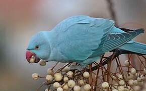 Rose-ringed Parakeet