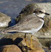 Little Ringed Plover