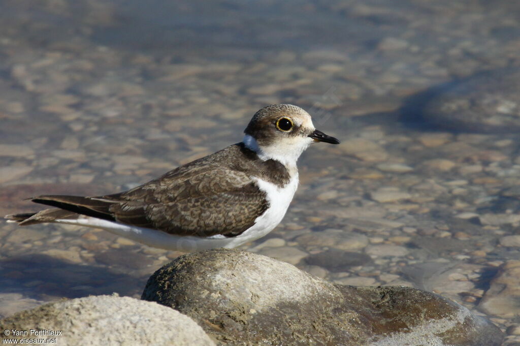 Little Ringed Ploverjuvenile