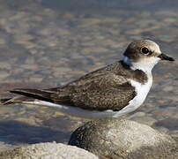 Little Ringed Plover