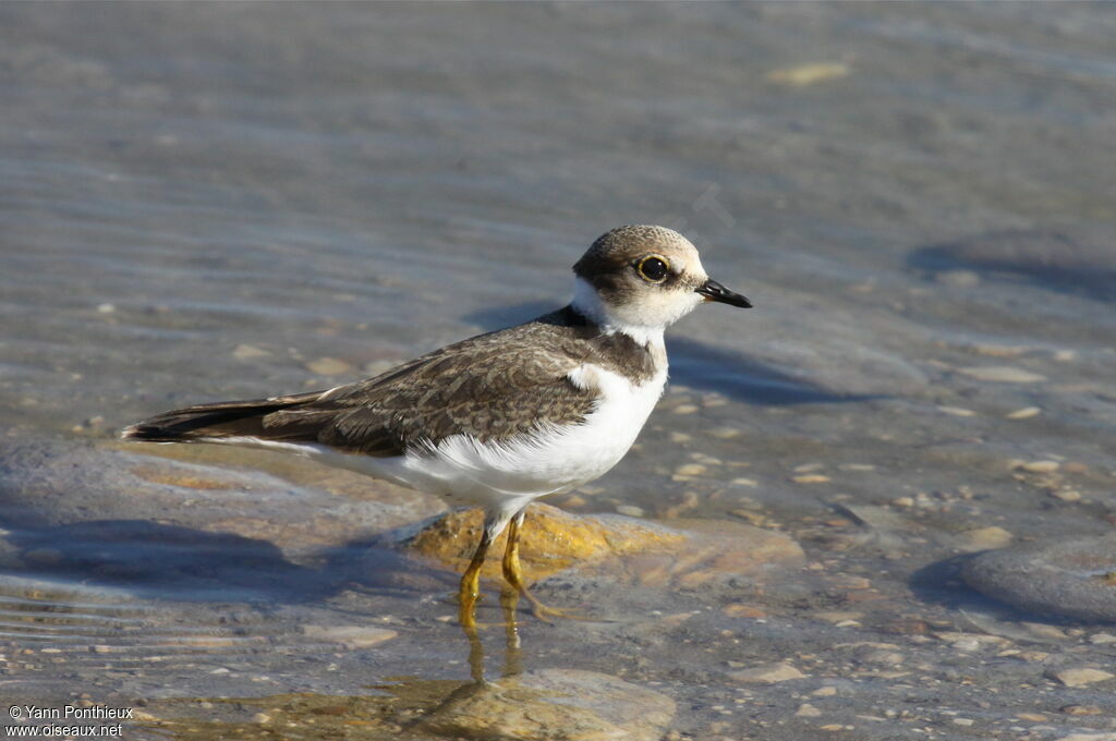 Little Ringed Plover