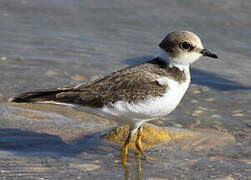 Little Ringed Plover