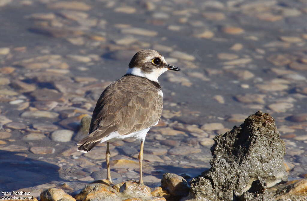 Little Ringed Ploveradult transition, identification