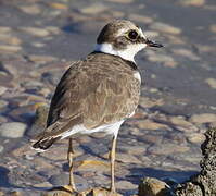 Little Ringed Plover