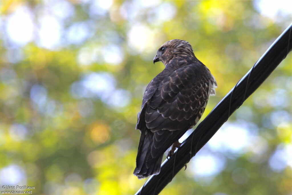 Broad-winged Hawkimmature