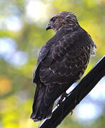 Broad-winged Hawk