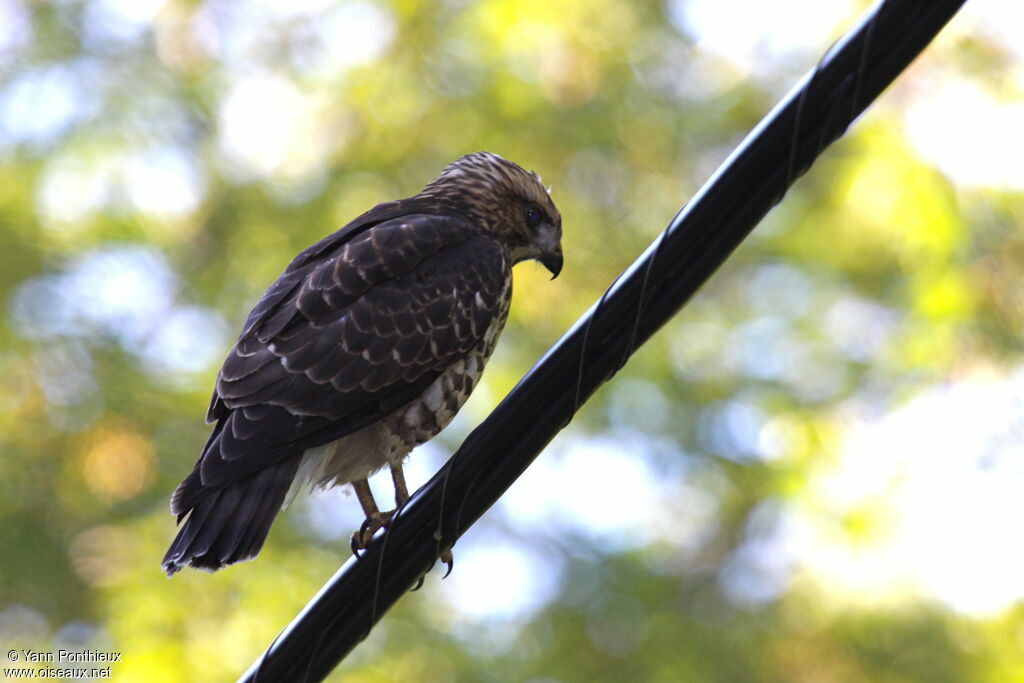 Broad-winged Hawkadult, identification