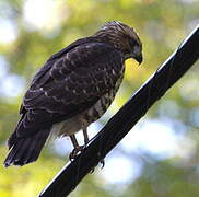 Broad-winged Hawk