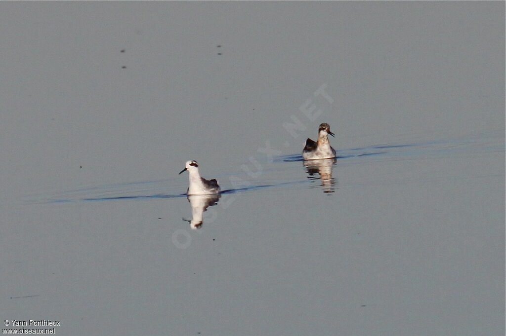 Phalarope à bec étroit