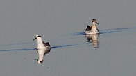 Phalarope à bec étroit