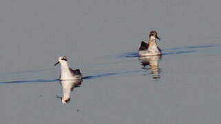 Phalarope à bec étroit