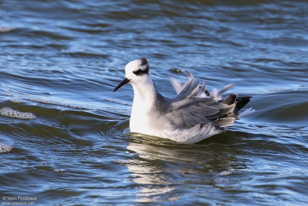 Phalarope à bec large