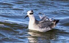 Phalarope à bec large