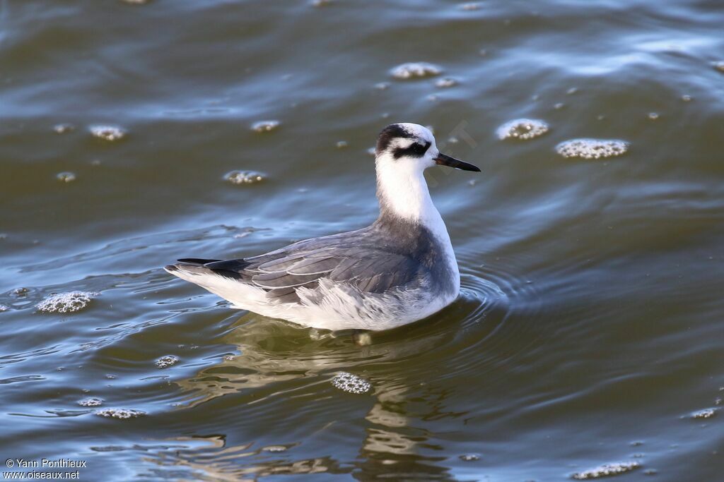 Phalarope à bec large