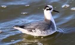 Phalarope à bec large