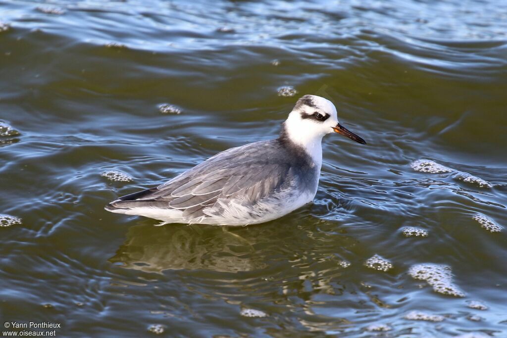 Red Phalarope