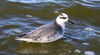 Phalarope à bec large