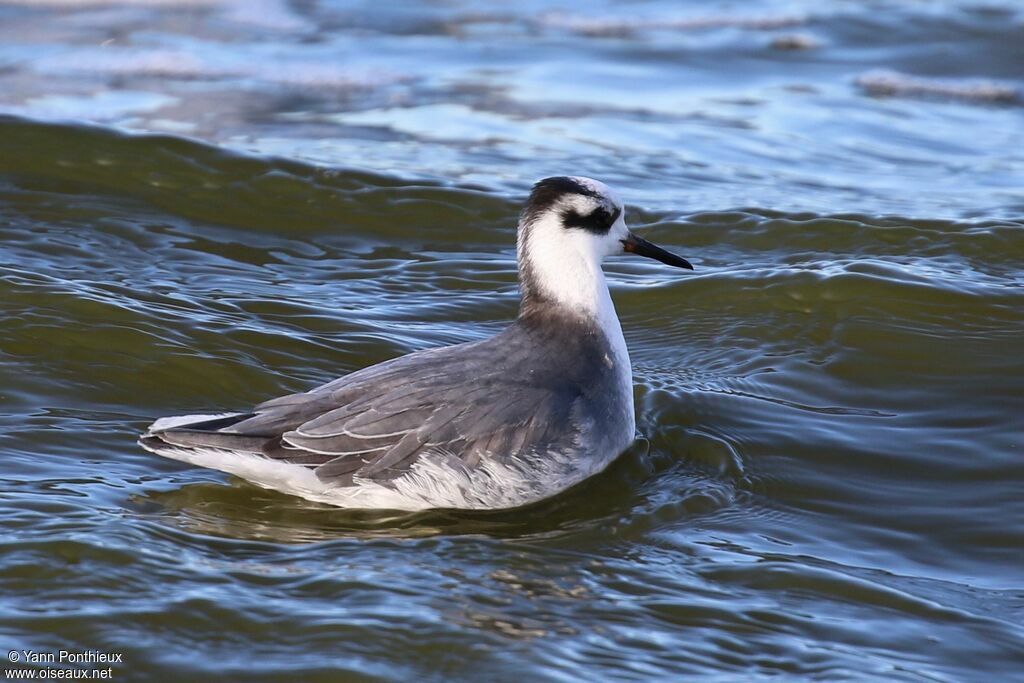 Red Phalarope