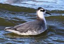 Phalarope à bec large