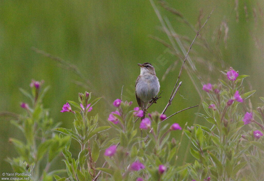 Sedge Warbleradult