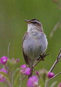 Sedge Warbler