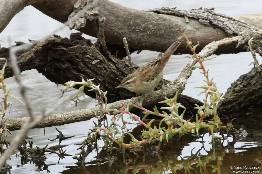 Sedge Warbler