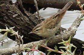 Sedge Warbler