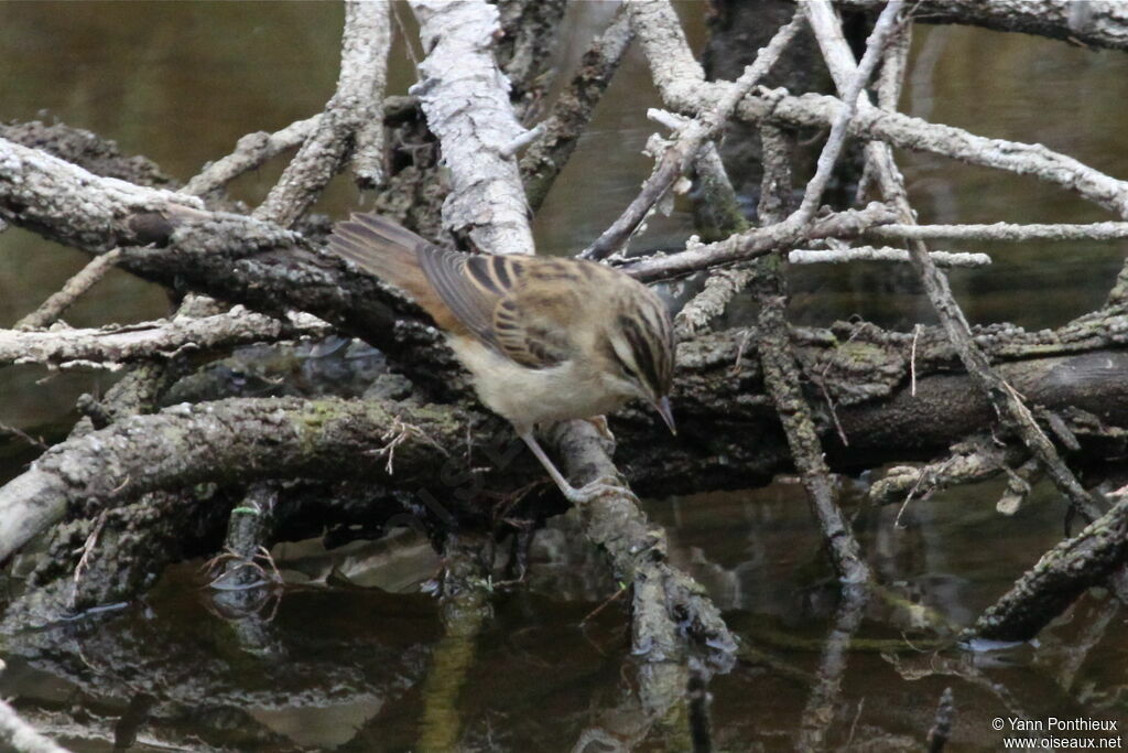 Sedge Warbler