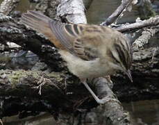 Sedge Warbler