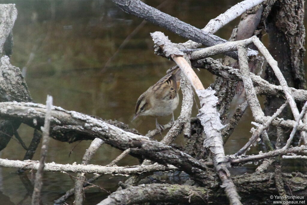 Sedge Warbler