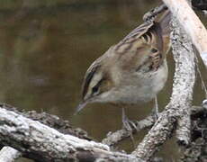 Sedge Warbler