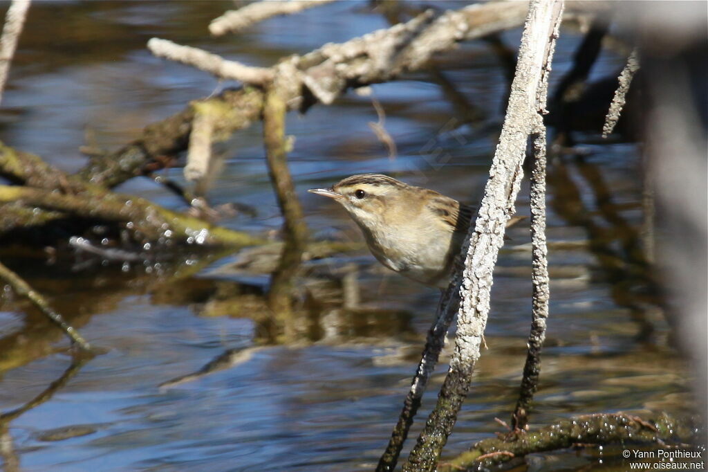 Sedge Warbler