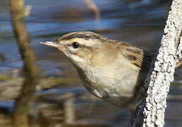 Sedge Warbler