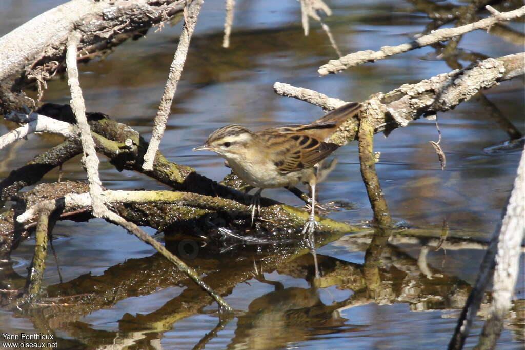 Phragmite des joncs1ère année, habitat, pêche/chasse