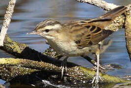 Sedge Warbler